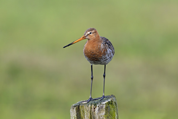Black-tailed Godwit Picture Board by Arterra 