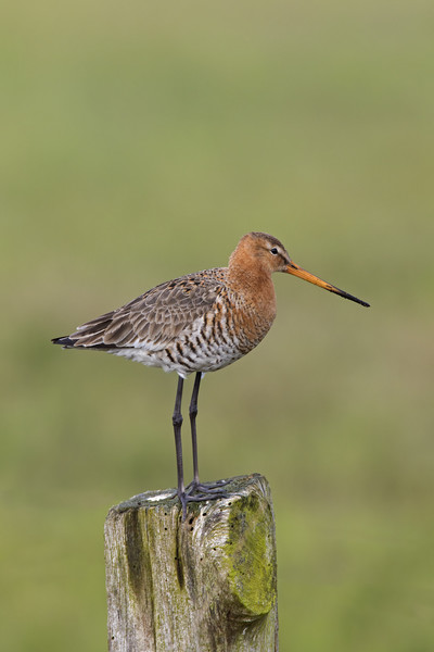 Black-tailed Godwit in Meadow Picture Board by Arterra 