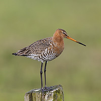 Buy canvas prints of Black-tailed Godwit in Meadow by Arterra 
