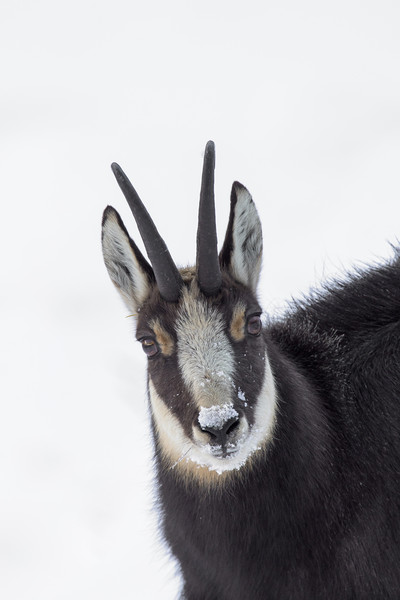 Chamois in the Snow Picture Board by Arterra 