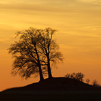 Buy canvas prints of Trees on Hillock at Sunset by Arterra 