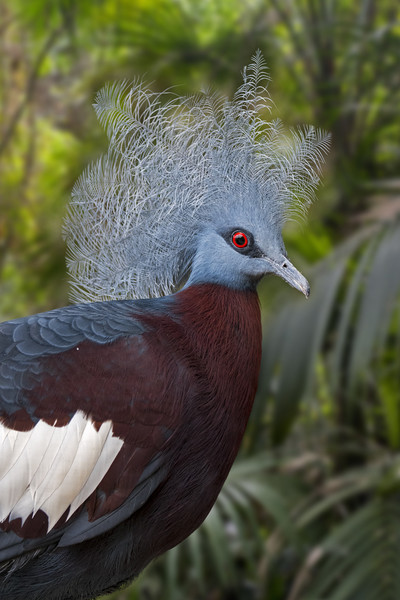 Sclater's Crowned Pigeon Picture Board by Arterra 