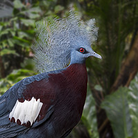 Buy canvas prints of Sclater's Crowned Pigeon by Arterra 