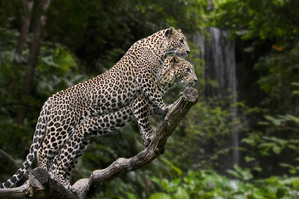 Leopards in Rain Forest Picture Board by Arterra 