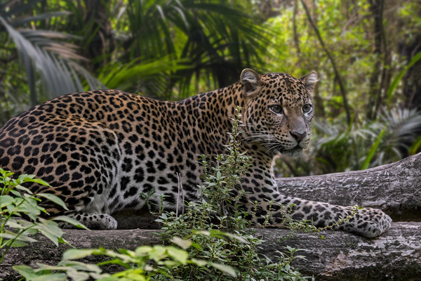 Leopard in Tropical Rainforest Picture Board by Arterra 
