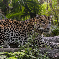 Buy canvas prints of Leopard in Tropical Rainforest by Arterra 