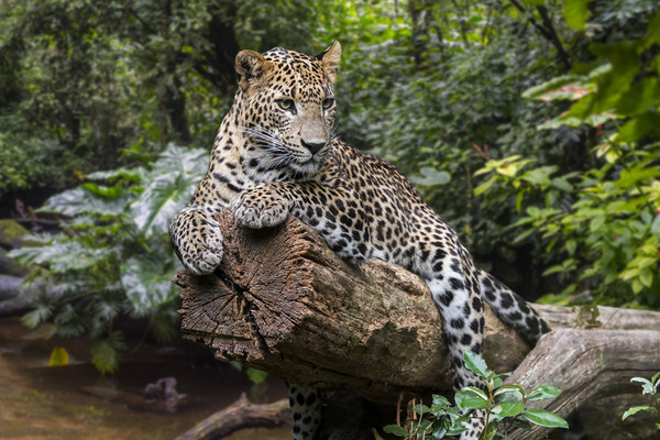 Leopard in the Jungle Picture Board by Arterra 