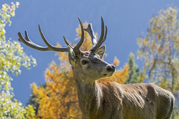 Red Deer Stag in Autumn Picture Board by Arterra 