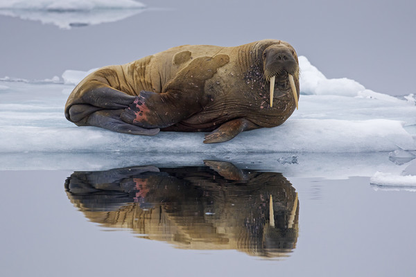 Walrus in Svalbard Picture Board by Arterra 