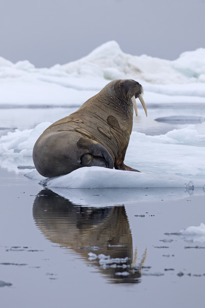 Walrus in Spitsbergen Picture Board by Arterra 