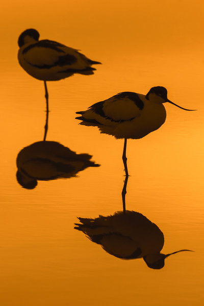 Two Pied Avocets at Sunset Picture Board by Arterra 