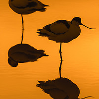 Buy canvas prints of Two Pied Avocets at Sunset by Arterra 