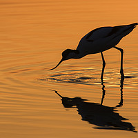 Buy canvas prints of Pied Avocet at Sunset by Arterra 