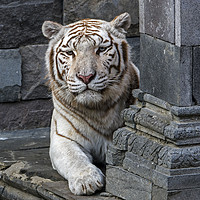 Buy canvas prints of White Tiger in Temple by Arterra 