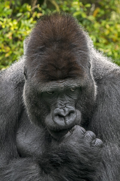 Silverback Gorilla Close Up Portrait Picture Board by Arterra 