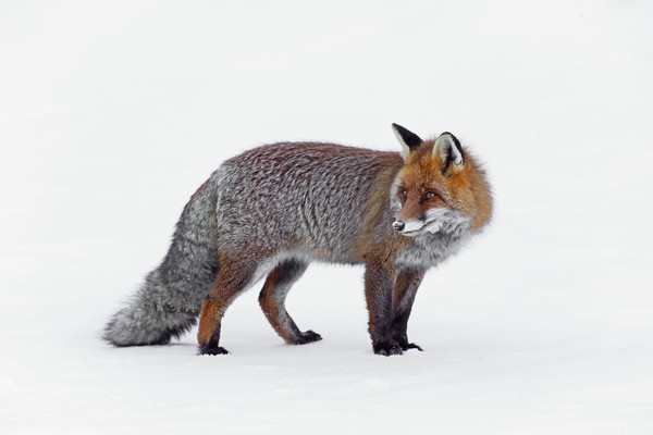 Red Fox in Winter Picture Board by Arterra 
