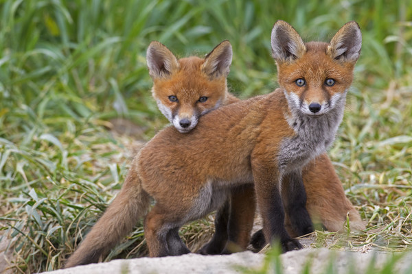 Two Red Fox Kits Picture Board by Arterra 