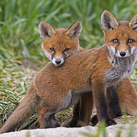 Buy canvas prints of Two Red Fox Kits by Arterra 