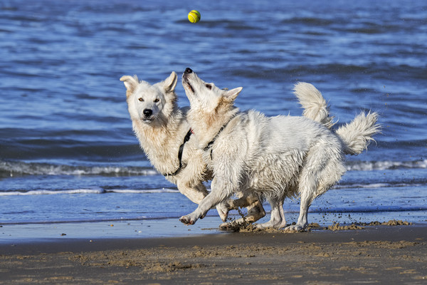 Two Berger Blanc Suisse Dogs on the Beach Picture Board by Arterra 