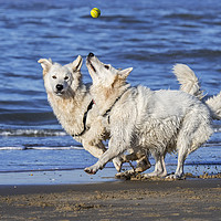 Buy canvas prints of Two Berger Blanc Suisse Dogs on the Beach by Arterra 