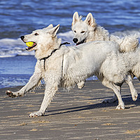 Buy canvas prints of White Swiss Shepherd Dogs Playing Fetch by Arterra 