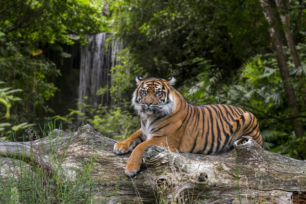 Sumatran Tiger and Waterfall Picture Board by Arterra 