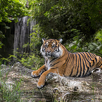 Buy canvas prints of Sumatran Tiger and Waterfall by Arterra 