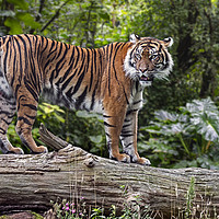 Buy canvas prints of Sumatran Tiger by Arterra 