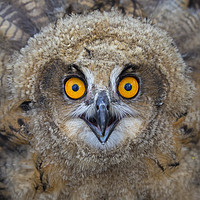 Buy canvas prints of Young European Eagle Owl  by Arterra 