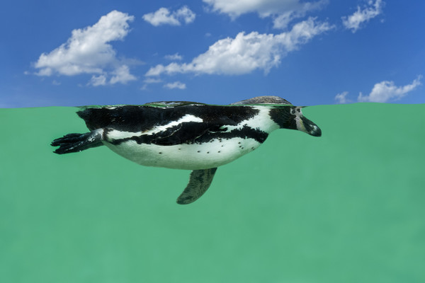 Humboldt Penguin Picture Board by Arterra 
