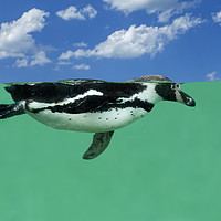 Buy canvas prints of Humboldt Penguin by Arterra 
