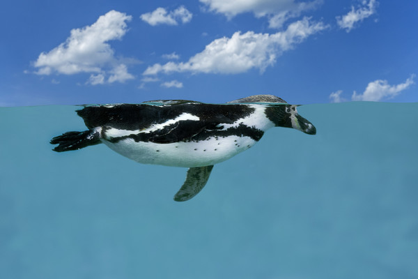 Swimming Penguin Picture Board by Arterra 
