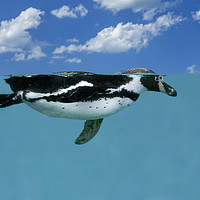 Buy canvas prints of Swimming Penguin by Arterra 