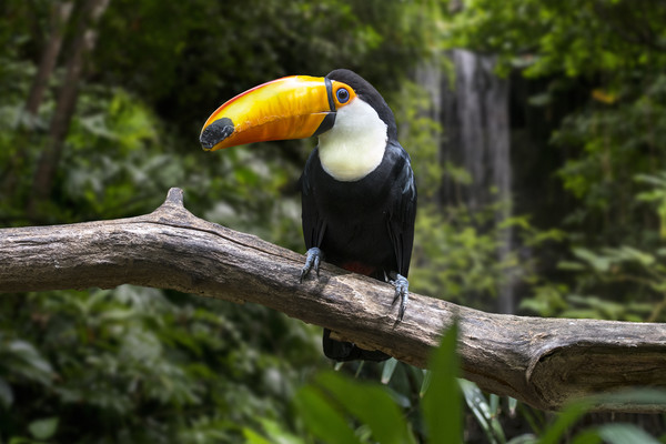 Giant Toucan and Waterfall Picture Board by Arterra 