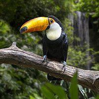 Buy canvas prints of Giant Toucan and Waterfall by Arterra 