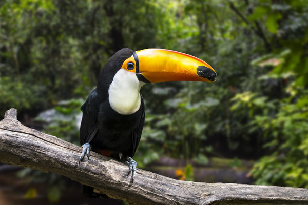 Toco Toucan Picture Board by Arterra 