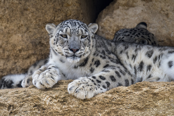 Snow Leopard  Picture Board by Arterra 