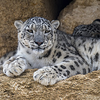 Buy canvas prints of Snow Leopard  by Arterra 