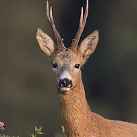 Buy canvas prints of Roe Deer in Clover Field by Arterra 