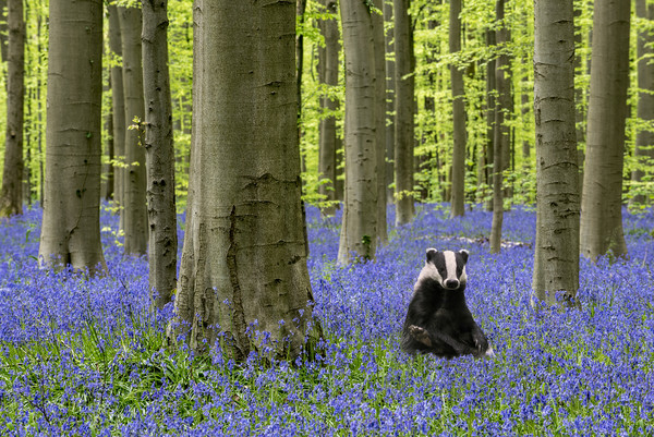 Badger in Bluebell Forest Picture Board by Arterra 