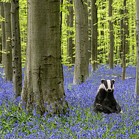 Buy canvas prints of Badger in Bluebell Forest by Arterra 