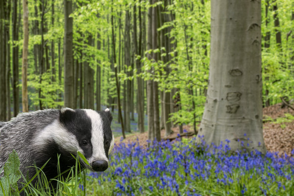 Badger in Spring Forest Picture Board by Arterra 