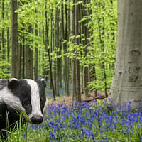 Buy canvas prints of Badger in Spring Forest by Arterra 
