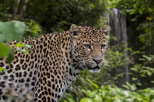 Javan Leopard and Waterfall Picture Board by Arterra 