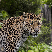 Buy canvas prints of Javan Leopard and Waterfall by Arterra 