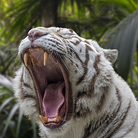 Buy canvas prints of Growling White Tiger by Arterra 