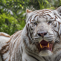 Buy canvas prints of White Tiger in Jungle by Arterra 