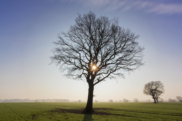 English Oak Tree at Sunrise Picture Board by Arterra 