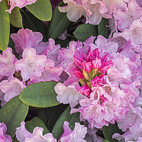 Buy canvas prints of Rhododendron Comte du Parc by Arterra 