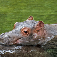 Buy canvas prints of Baby Hippo by Arterra 